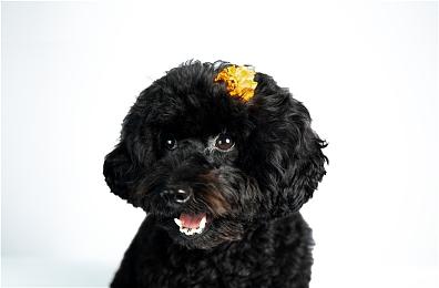 门户模式刷经验已成过去！ Dice发文详述更新